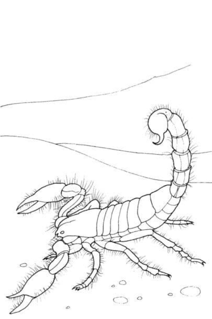 desert scorpion coloring pages