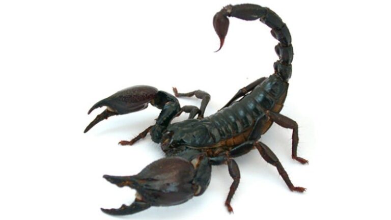 scorpion coloring pages