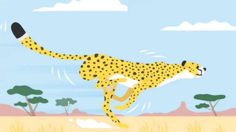 cheetah coloring pages