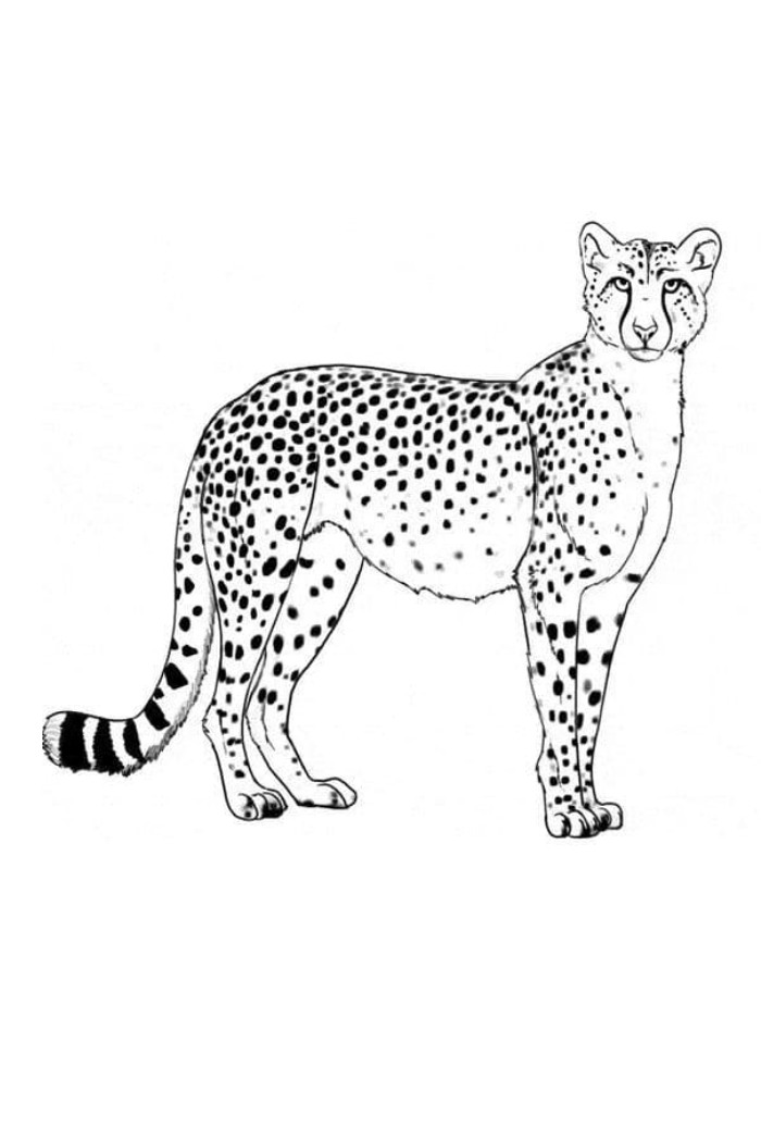 cheetah coloring pages online