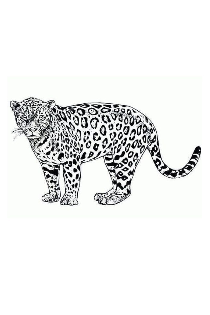 free cheetah coloring page