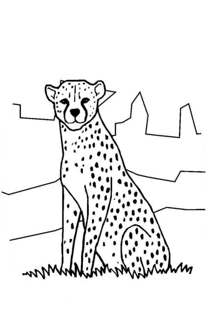 preschool cheetah coloring pages