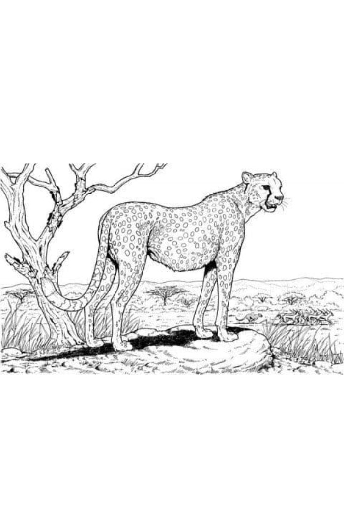printable cheetah coloring pages for adults