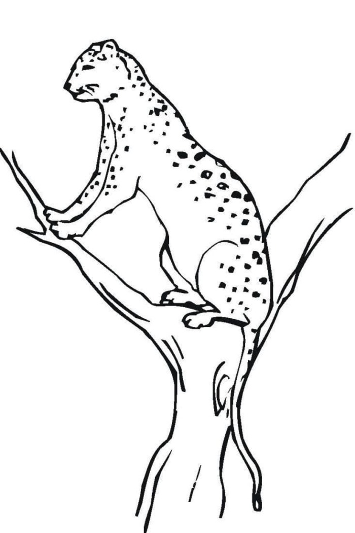 super coloring pages cheetah